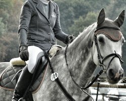 jumper Abu Dhabi 9 (German Sport Horse, 2007, from Askari)