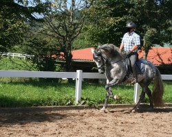 Pferd Revuelo (Pura Raza Espanola (PRE), 2006, von Regalado IV)