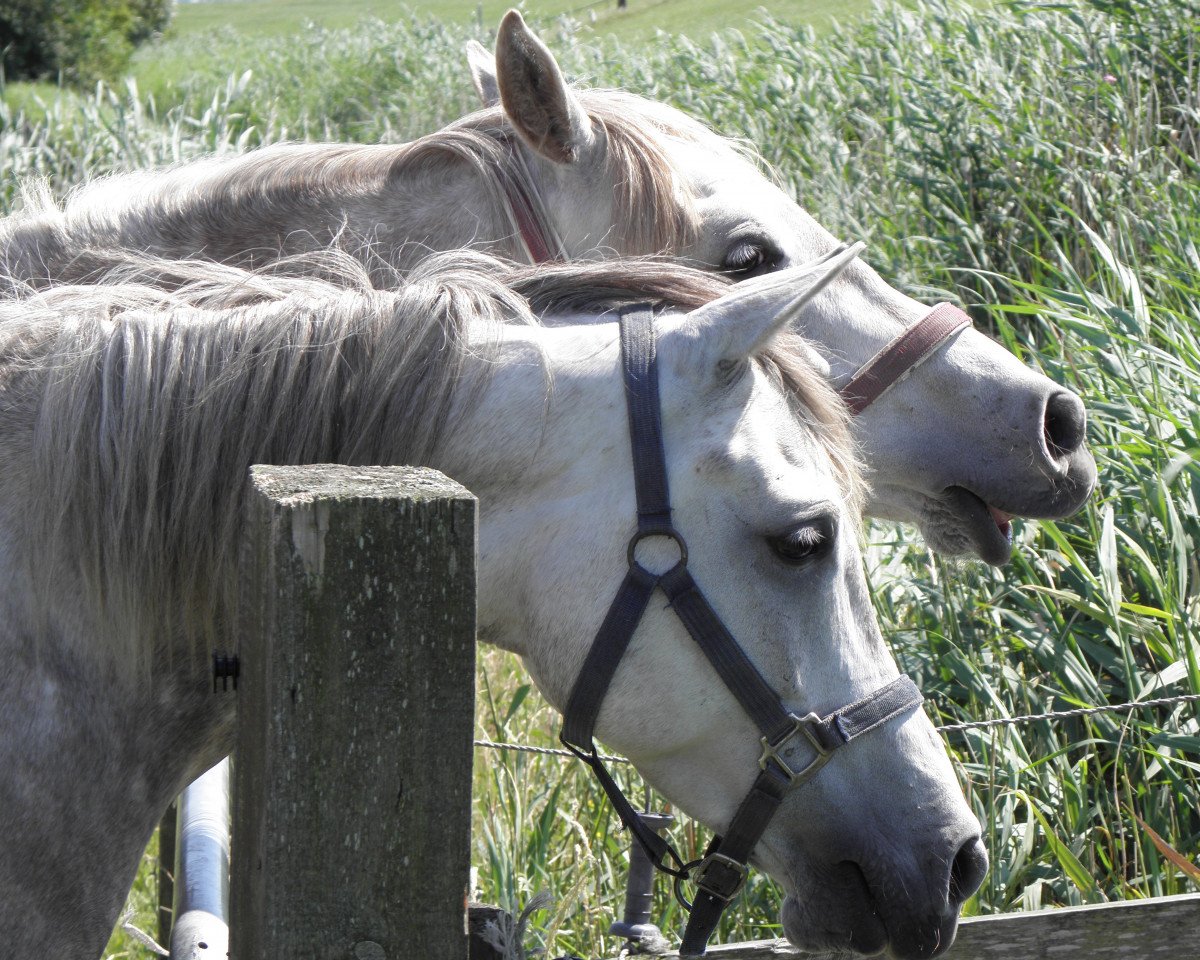 broodmare Moheba Manykah (Arabian purebred, 1998, from El Montasir ox)