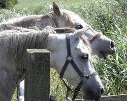 broodmare Moheba Manykah (Arabian thoroughbred, 1998, from El Montasir ox)