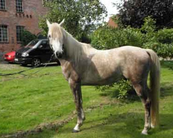 horse Mohtadi Montasar (Arabian thoroughbred, 2005, from Moheba Zubaar EAO)