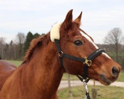 dressage horse Barbarossa (German Riding Pony, 2000)