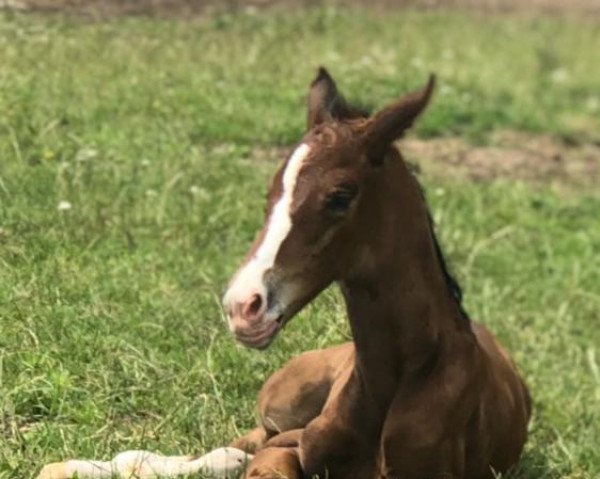 dressage horse Trinidad (Rhinelander, 2021, from Taurus)