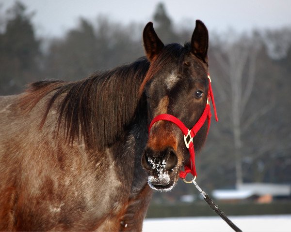 horse CB Froz Olena (Quarter Horse, 2013, from MG Isle Chic)