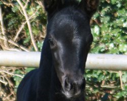 broodmare Fürstin Felina 3 (Westphalian, 2015, from Fürstenball)