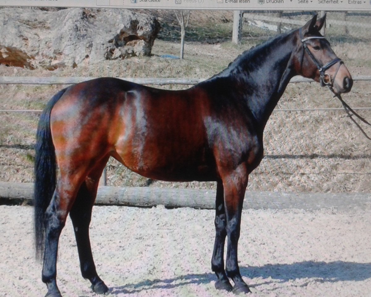 Springpferd Bellissima 44 (Württemberger, 2010, von Baloussini)