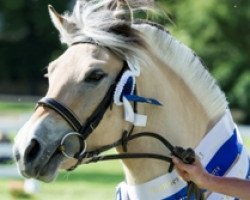 Pferd Malia (Fjordpferd, 2010, von Vacceur)