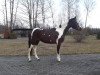 dressage horse Haga (Polish Warmblood, 2011)