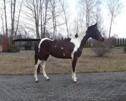 dressage horse Haga (Polish Warmblood, 2011)