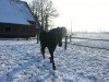 broodmare Rockness (Rhinelander, 2002, from Rockwell)