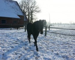 broodmare Rockness (Rhinelander, 2002, from Rockwell)