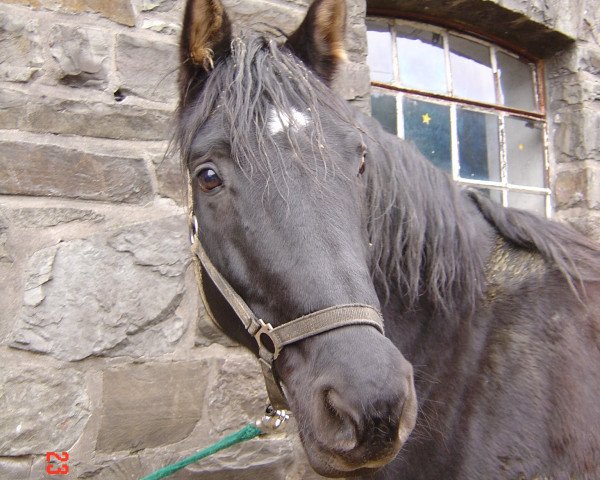 dressage horse Akzentus 1 (Hessian Warmblood, 1991, from Akzent II)