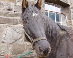 horse Akzentus 1 (Hessian Warmblood, 1991, from Akzent II)