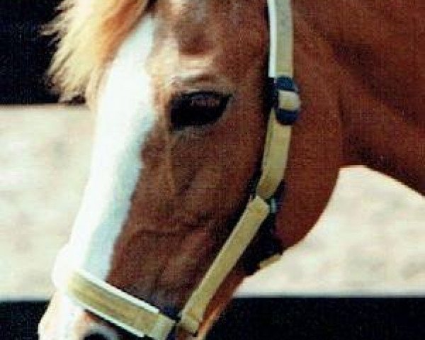 broodmare Wendy (New Forest Pony,  , from Noordererf Chap)