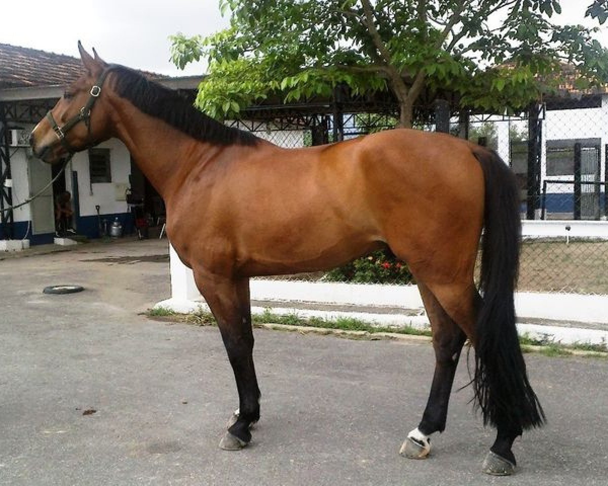 Pferd VULCAN de Montfort (Brasilianisches Reitpferd, 2008, von Ramiro de Montfort Z)