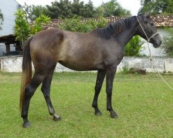 horse Lola de Montfort (Brazilian horse, 2011, from Ramiro de Montfort Z)