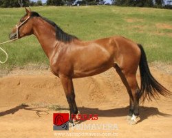 broodmare Xena Gms (Brazilian horse, 2004, from Corleone)