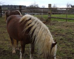 horse Waldfee (Black Forest Horse, 2006, from Wirtsjunge)