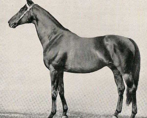 stallion McKinley xx (Thoroughbred, 1916, from MacDonald xx)