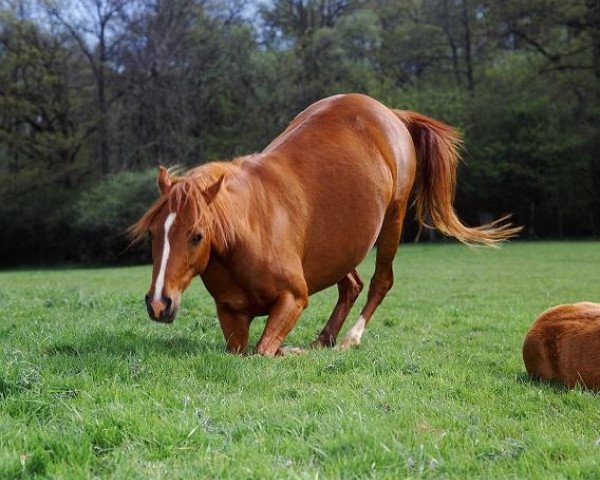 broodmare Keston Porcelain (British Riding Pony,  , from Oakley (C) Bubbling Spring)