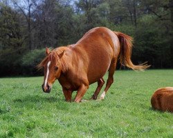 Zuchtstute Keston Porcelain (British Riding Pony,  , von Oakley (C) Bubbling Spring)