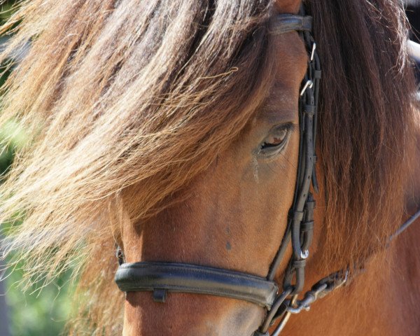 Pferd Basti von Kirö (Islandpferd, 1993)