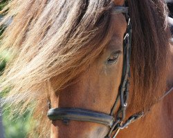 horse Basti von Kirö (Islandpferd, 1993)