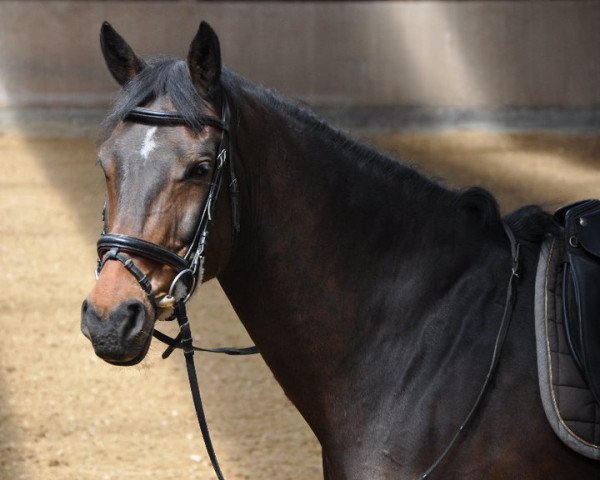 dressage horse Lenox (Brandenburg, 1997, from Lesotho)