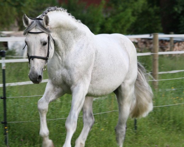 horse Ile de France 5 (Oldenburg, 1997, from Inselfürst)