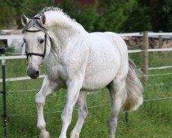 horse Ile de France 5 (Oldenburg, 1997, from Inselfürst)