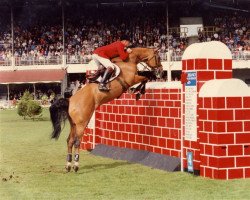 Pferd Gushwin (KWPN (Niederländisches Warmblut), 1988, von Armstrong)