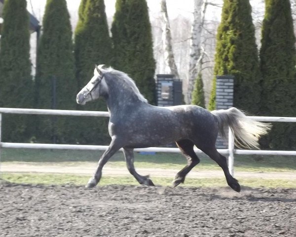 Pferd Sirma (Polnisches Warmblut, 2009)