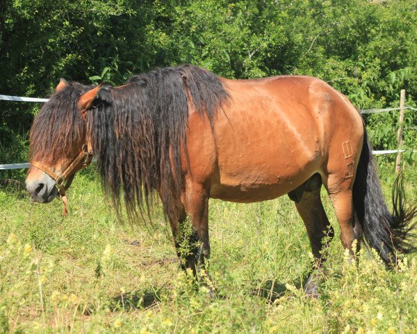 Deckhengst Narangerel (Przewalski(Mongolisches Pferd), 1985)