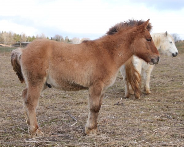 Pferd Bilbo Naseweiß (Highland-Pony, 2013, von Narangerel)