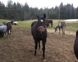 broodmare Glamur (Hanoverian, 1996, from Escudo I)