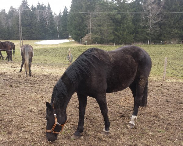 broodmare Dakini (German Warmblood, 2005, from Denaro)