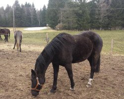 Pferd Dakini (Deutsches Reitpferd, 2005, von Denaro)