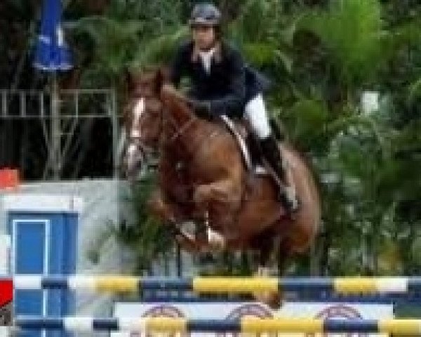 jumper Audacia Santa Cecilia (Brazilian horse, 2001, from Quo Vadis Verdi)