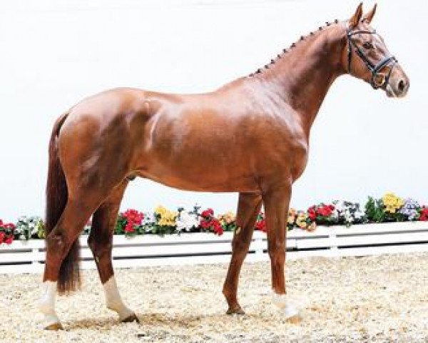 dressage horse Borgia Rodrigo (Oldenburg, 2012, from Bordeaux 28)