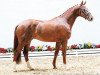 dressage horse Borgia Rodrigo (Oldenburg, 2012, from Bordeaux 28)