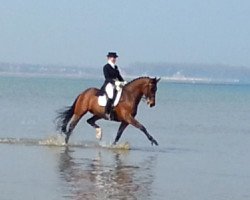 dressage horse Quixilino (Oldenburg, 2001, from Quattro B)