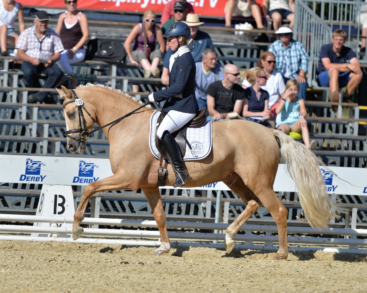 stallion Mac Creamy (German Riding Pony, 2010, from Casino Royale K WE)