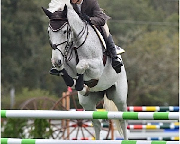 jumper Hh Dauphin (KWPN (Royal Dutch Sporthorse), 2002, from Larino)