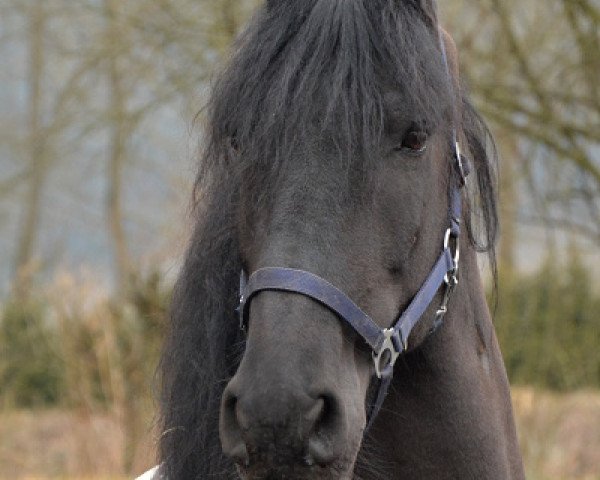 horse Hugo van de Kleefsebaan (Friese, 2002, from Teunis 332)