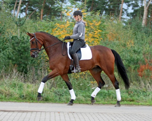 dressage horse Lady Rileva (Oldenburg, 2007, from Lord Loxley I)