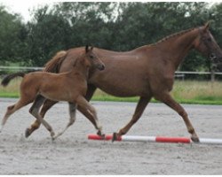 broodmare Rileva (Oldenburg, 2000, from De Niro)