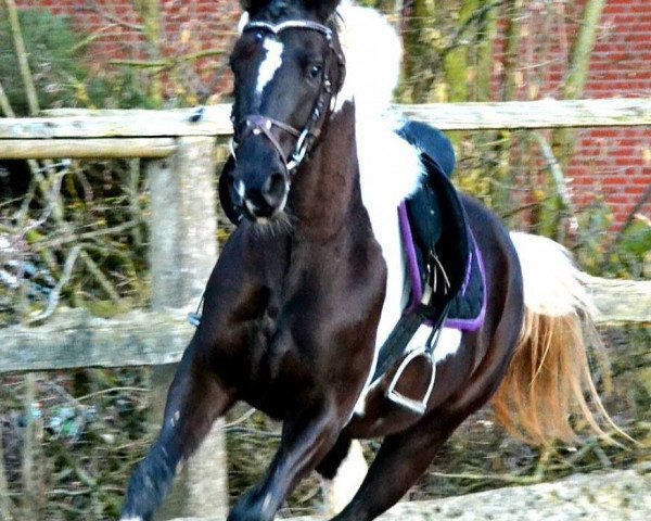 broodmare BL's Fambiola (Pinto / Hunter, 2012, from Spezial Color R)