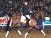 stallion Havel (KWPN (Royal Dutch Sporthorse), 1989, from Cocktail)