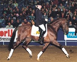 stallion Havel (KWPN (Royal Dutch Sporthorse), 1989, from Cocktail)