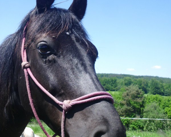 broodmare Nagroda (Polish Warmblood,  )